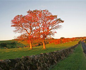 Saddleback Mountain Lookout - Taree Accommodation 2