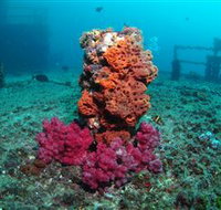 HMAS Brisbane Dive Site - Taree Accommodation