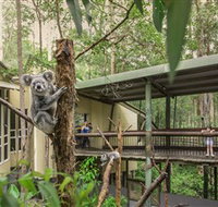 Daisy Hill Koala Centre - Taree Accommodation