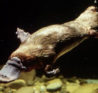 Platypus Pool - Taree Accommodation