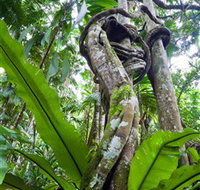 Tamborine Rainforest Skywalk - Taree Accommodation