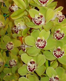 Tinonee Orchid Nursery - Taree Accommodation 1