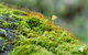 Brimbin Nature Reserve - thumb 2