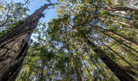 Brimbin Nature Reserve - Taree Accommodation 3