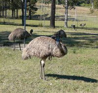Glen Ian Ostrich and Emu Farm - Taree Accommodation