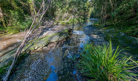 Dawson River Walking Track - Taree Accommodation 0