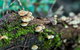 Dawson River Walking Track - thumb 2