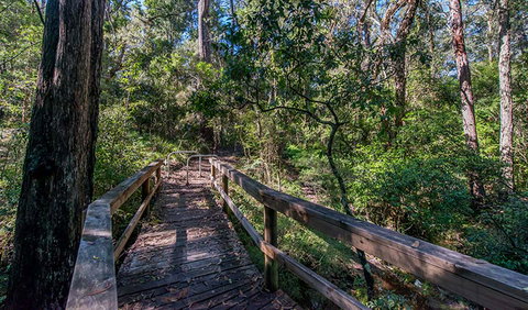 Dawson River Walking Track - Taree Accommodation 3