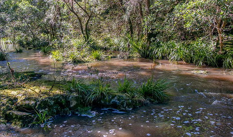 Ms Kellys Walking Track - Taree Accommodation 3