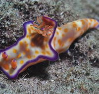 Curtain Artificial Reef Dive Site