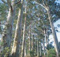 The Great Forest Trees Drive - Taree Accommodation