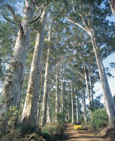 The Great Forest Trees Drive - Taree Accommodation 0