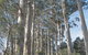 The Great Forest Trees Drive - thumb 1