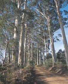 The Great Forest Trees Drive - Taree Accommodation 1