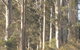 The Great Forest Trees Drive - thumb 2