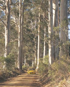 The Great Forest Trees Drive - Taree Accommodation 2