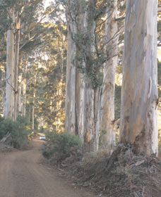 The Great Forest Trees Drive - Taree Accommodation 3