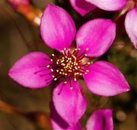 Flora - Taree Accommodation