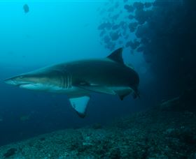 Henderson Rock Dive Site - Taree Accommodation 1