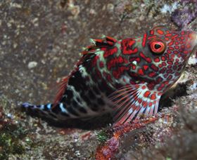 Henderson Rock Dive Site - Taree Accommodation 3