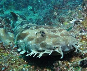 Henderson Rock Dive Site - Taree Accommodation 2