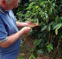 Wombah Coffee Plantation - Taree Accommodation
