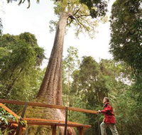 Old Bottlebutt - Taree Accommodation