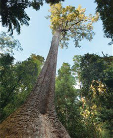Burrawan State Forest - Taree Accommodation 1