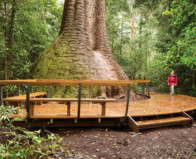 Burrawan State Forest - Taree Accommodation 0