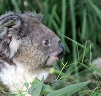Koala Hospital - Taree Accommodation