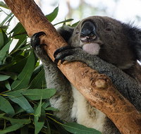Macquarie Nature Reserve - Taree Accommodation