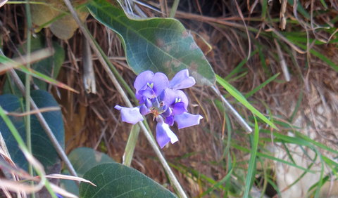 Broken Head Nature Reserve - Taree Accommodation 1