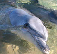 Dolphins of Monkey Mia - Taree Accommodation
