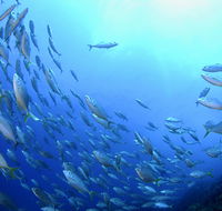 Cape Byron Marine Park - Taree Accommodation