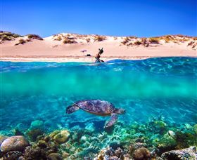 Snorkel The Ningaloo Reef - Taree Accommodation 0