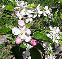 Avro Park Orchards - Taree Accommodation