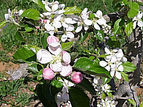 Avro Park Orchards - Taree Accommodation 0