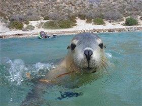 Calypso Star Charters - Taree Accommodation 0