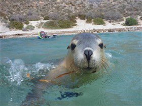 Calypso Star Charters - Taree Accommodation 3