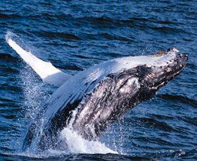 Australian Spirit Sailing Company - Taree Accommodation 4