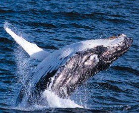 Australian Spirit Sailing Company - Taree Accommodation 7