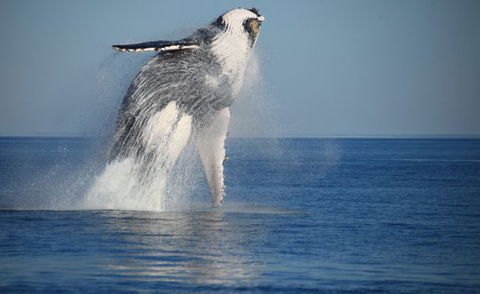 Absolute Ocean Charters - Taree Accommodation 9