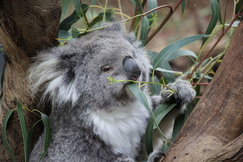 Oceania Tours And Safaris - Taree Accommodation 3