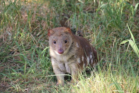 Oceania Tours And Safaris - Taree Accommodation 8