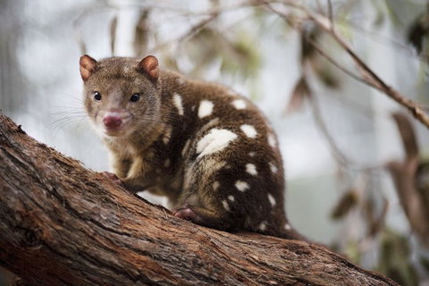 Oceania Tours And Safaris - Taree Accommodation 25