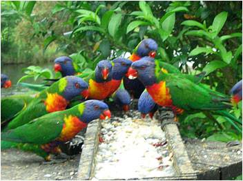 Mondrook Garden Cafe & Gallery - Taree Accommodation 2