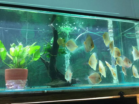 True Blue Aquariums - Taree Accommodation 1