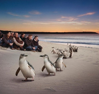 Down Under Thrills - Taree Accommodation