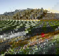 Margaret River Caves Wine and Cape Leeuwin Lighthouse Tour from Perth - Taree Accommodation