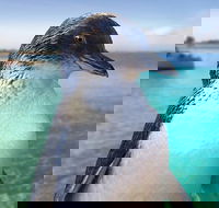 Full-Day Penguin Island  Fremantle Town - Taree Accommodation